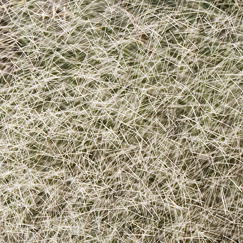 webs