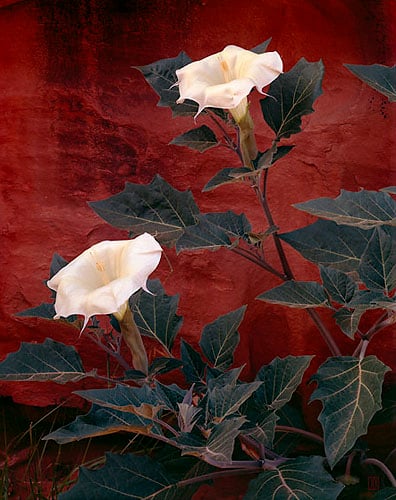 Sacred datura, Escalante, Utah  1976