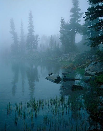 Trees in fog, Minarets Wilderness, California  1983