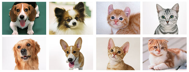 petfacesample