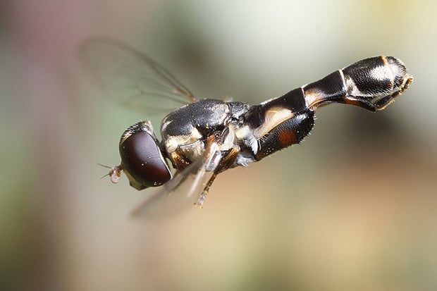 How to Shoot a Hover Fly in Flight hoverfly