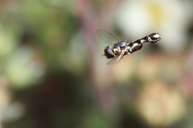 How to Shoot a Hover Fly in Flight hoverfly2