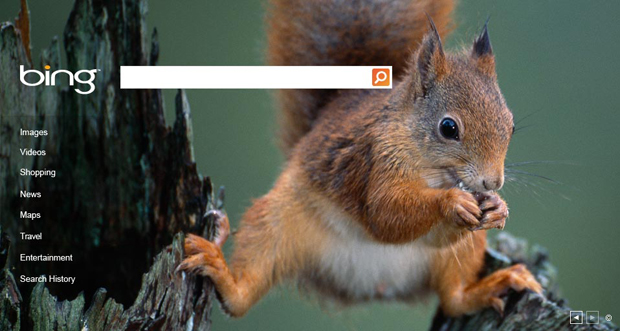 bingsquirrel