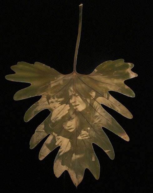 Photographer Makes Chlorophyll Prints Using Leaves and Sunlight leaf1 mini
