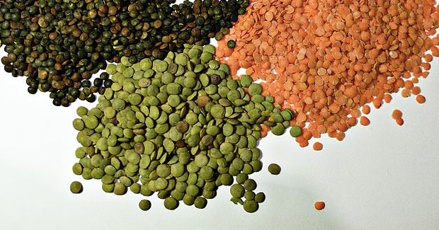 lentil_mini Did You Know: The Word Lens Came from the Word Lentil lentil mini
