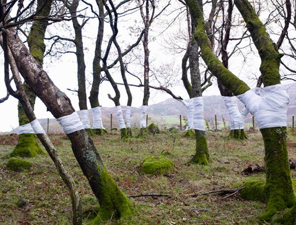 Zander Olsen_Tree, Line_001_mini
