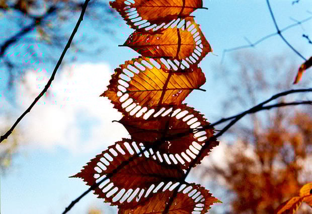 nature1_mini