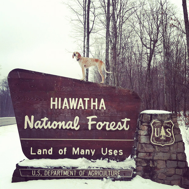 Maddie the Coonhound Balancing on Things Across America maddie3 mini