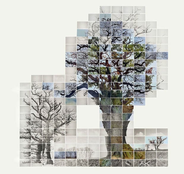 trees1_mini