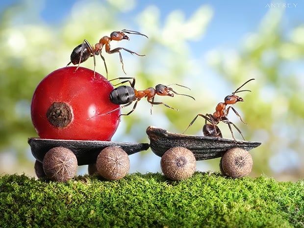 ants1_mini
