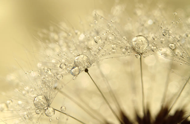 Stunning Macro Photos of Dew Drops on Dandelions dew2 mini