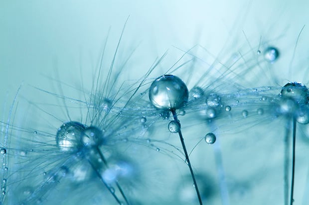 Stunning Macro Photos of Dew Drops on Dandelions dew4 mini