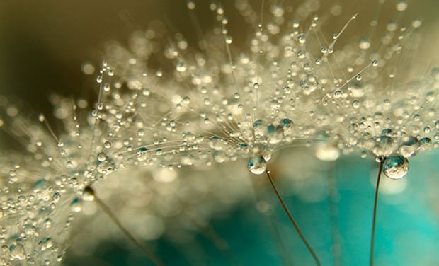 Stunning Macro Photos of Dew Drops on Dandelions dew5 mini