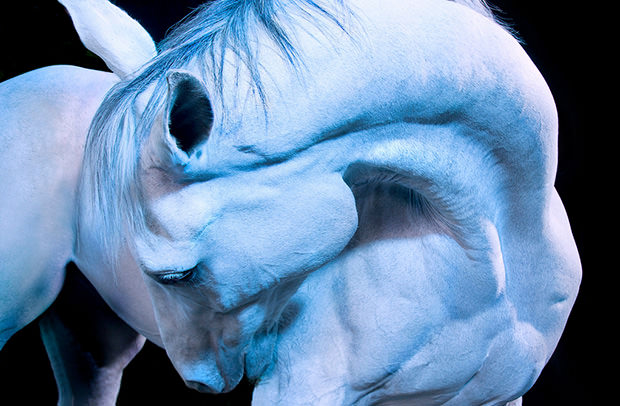 Emotive Portraits of Majestic Horses horse5 mini