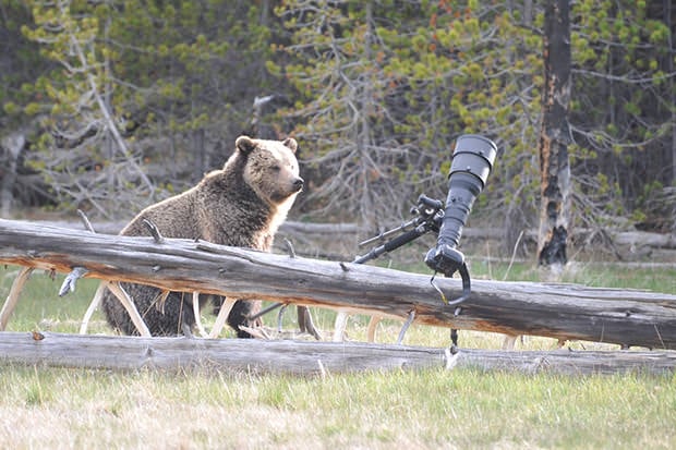 Photographers Images Prove that Bear Was At Fault for Breaking Rented Gear bear2 mini
