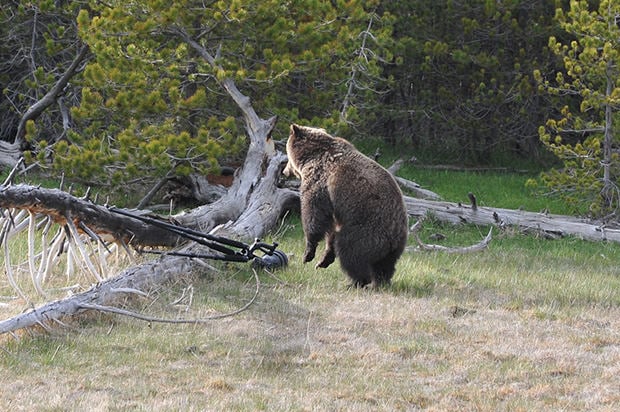 Photographers Images Prove that Bear Was At Fault for Breaking Rented Gear bear3 mini