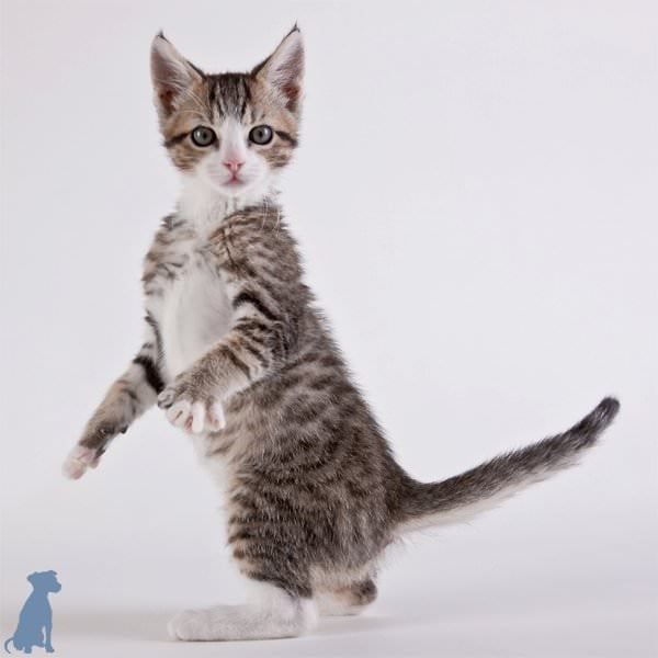 cat1_mini