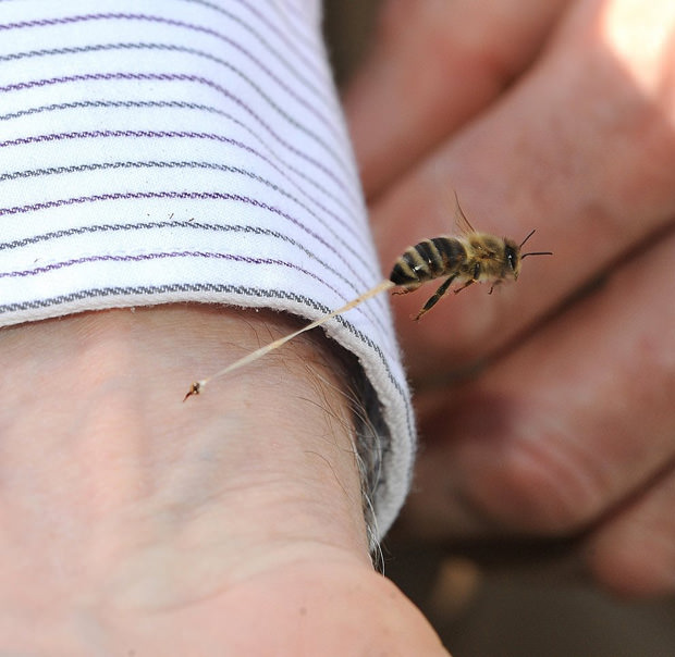 beesting_mini