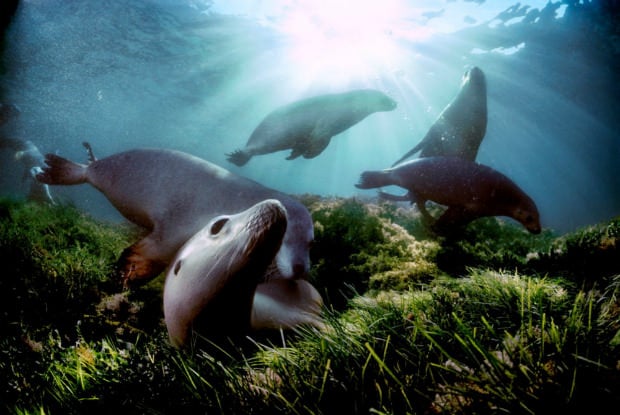 Stunning Underwater Photography doubilet3 mini