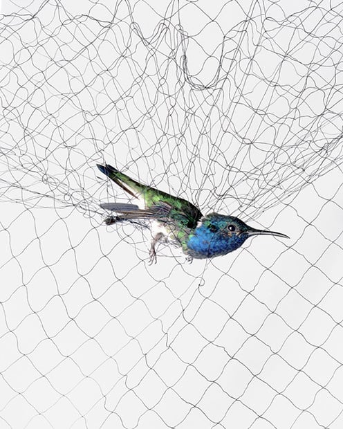 Photographs of Birds Caught in Mist Nets bird1 mini