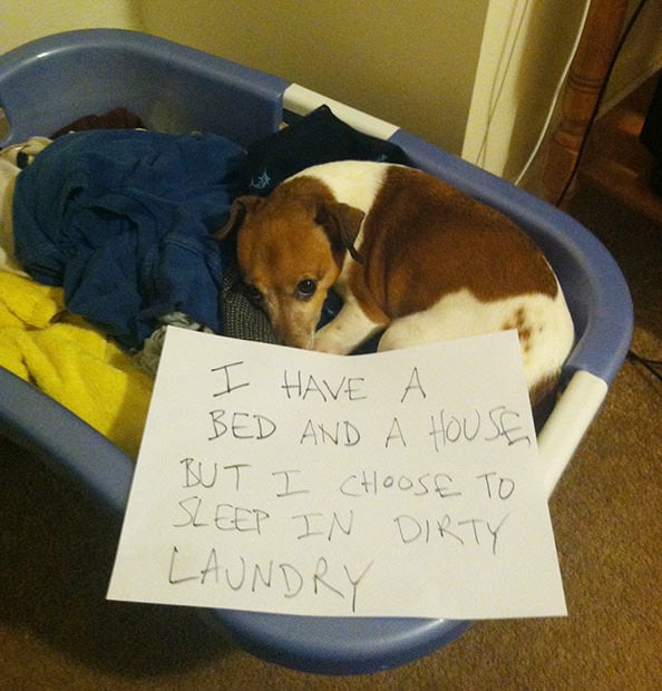 Dogshaming: A Viral Photo Craze Where Dogs Confess Their Bad Behavior dogshame4 mini