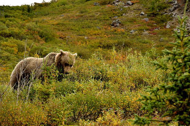 grizzly_mini
