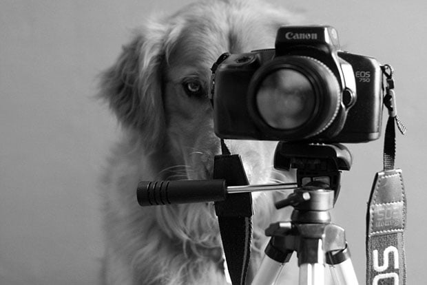 dog1