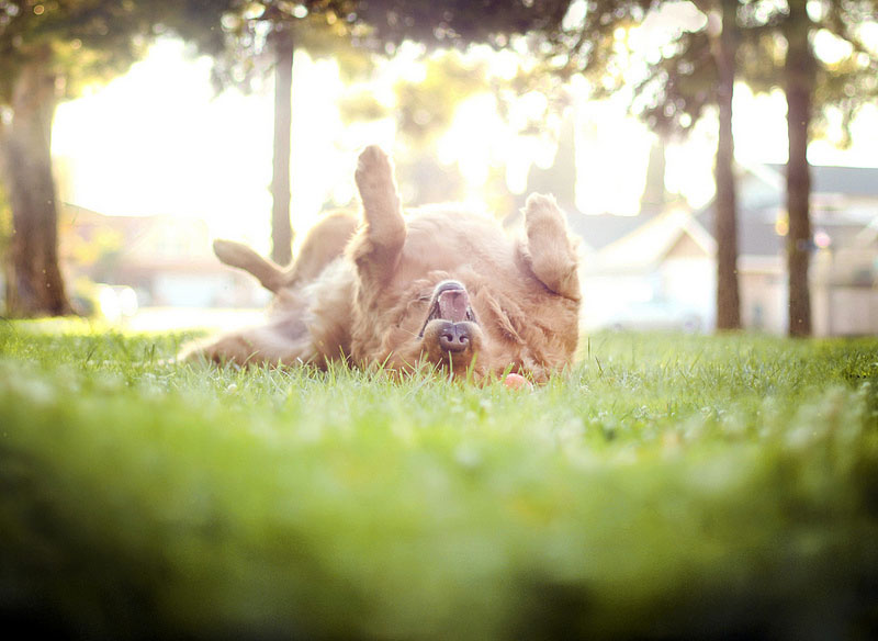 dog3