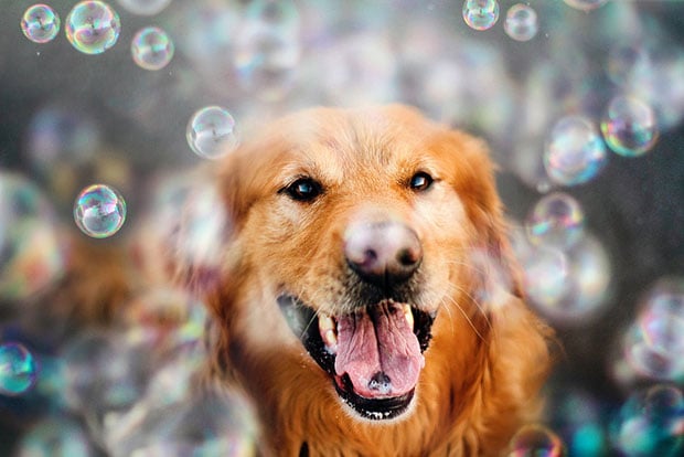 dog6