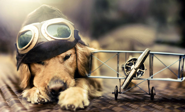 dog8