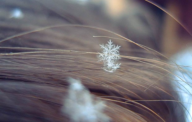 snowflake Canada to Try and Capture Single Falling Snowflakes on Camera snowflake