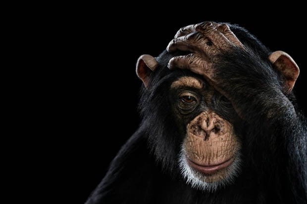 BTS: Shooting Beautiful Fine Art Studio Portraits of Wild Animals