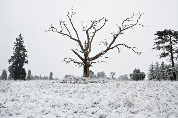 A Photographic Study of One Tree Over Many Years and Seasons Ea7he