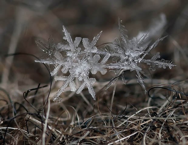 Ethereal Macro Photos of Snowflakes in the Moments Before They Disappear macrosnow 1