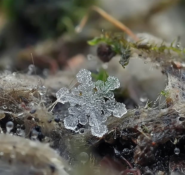 Ethereal Macro Photos of Snowflakes in the Moments Before They Disappear macrosnow 10