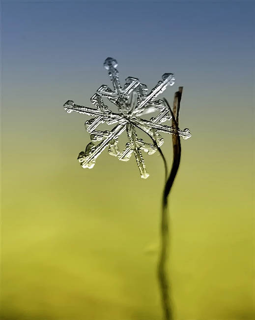 Ethereal Macro Photos of Snowflakes in the Moments Before They Disappear macrosnow 3