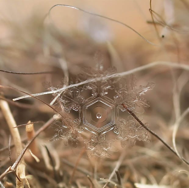 Ethereal Macro Photos of Snowflakes in the Moments Before They Disappear macrosnow 5