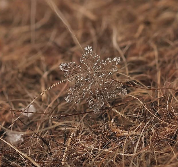 Ethereal Macro Photos of Snowflakes in the Moments Before They Disappear macrosnow 6