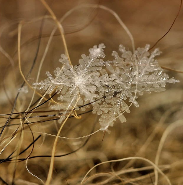 Ethereal Macro Photos of Snowflakes in the Moments Before They Disappear macrosnow 8