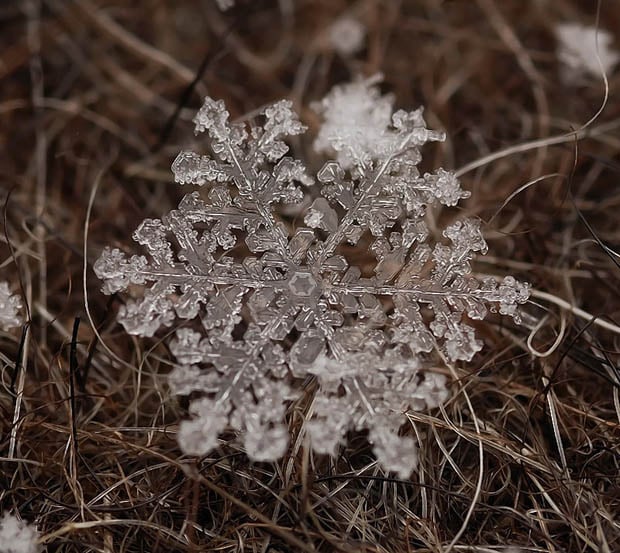 Ethereal Macro Photos of Snowflakes in the Moments Before They Disappear macrosnow 9