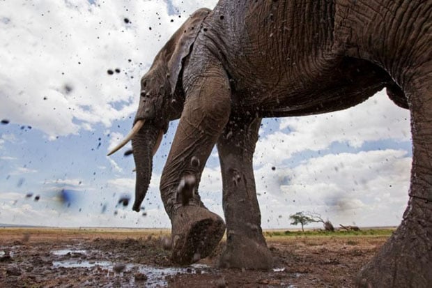 Photographs of Wildlife in Africa Captured from Intimate Photographs of Wildlife in Africa Captured from Intimate
