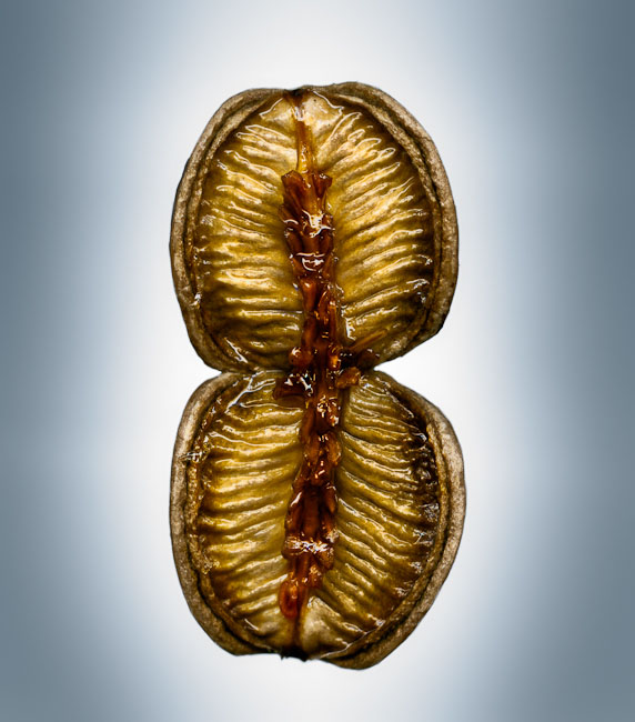 Photos Showing the Beauty and Diversity of Seeds, Created Using a Scanner Svjetlana Tepavcevic Means 10