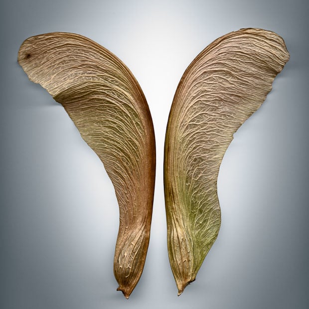 Photos Showing the Beauty and Diversity of Seeds, Created Using a Scanner Svjetlana Tepavcevic Means 13