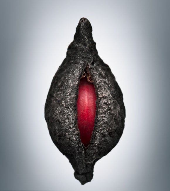 Photos Showing the Beauty and Diversity of Seeds, Created Using a Scanner Svjetlana Tepavcevic Means 2