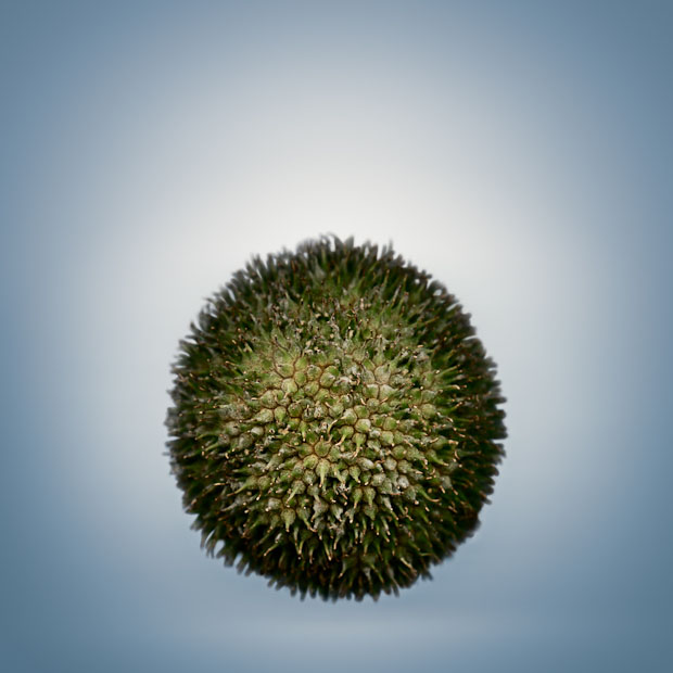 Photos Showing the Beauty and Diversity of Seeds, Created Using a Scanner Svjetlana Tepavcevic Means 20