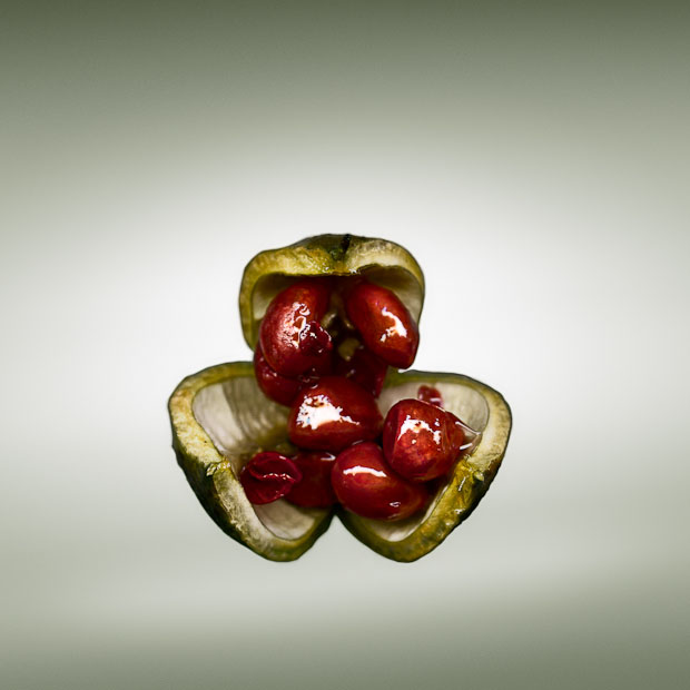 Photos Showing the Beauty and Diversity of Seeds, Created Using a Scanner Svjetlana Tepavcevic Means 23