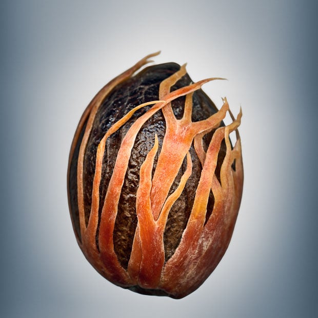 Photos Showing the Beauty and Diversity of Seeds, Created Using a Scanner Svjetlana Tepavcevic Means 25