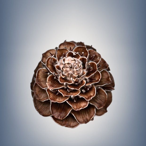 Photos Showing the Beauty and Diversity of Seeds, Created Using a Scanner Svjetlana Tepavcevic Means 27