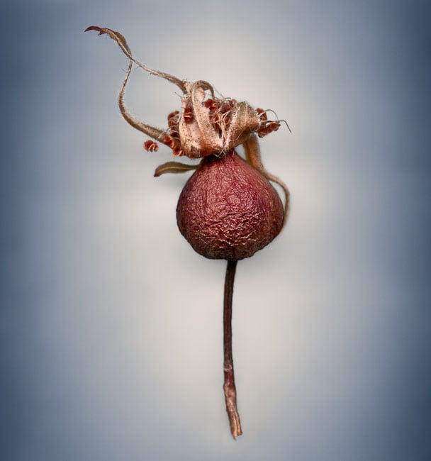 Photos Showing the Beauty and Diversity of Seeds, Created Using a Scanner Svjetlana Tepavcevic Means 28