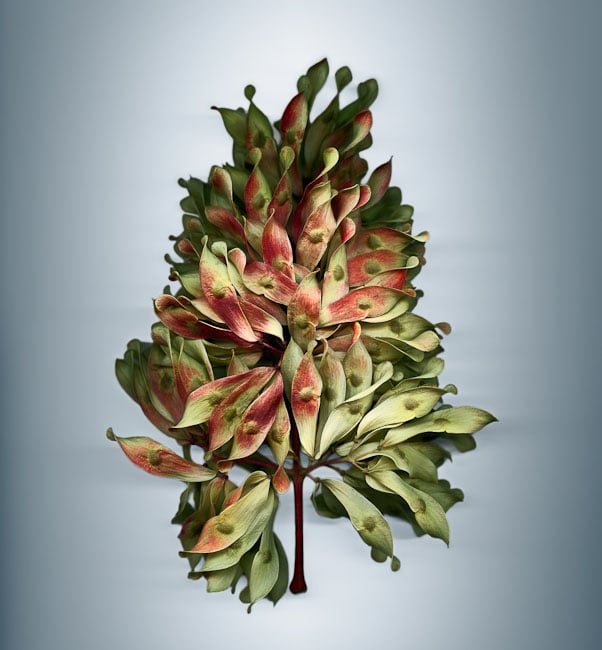 Photos Showing the Beauty and Diversity of Seeds, Created Using a Scanner Svjetlana Tepavcevic Means 3
